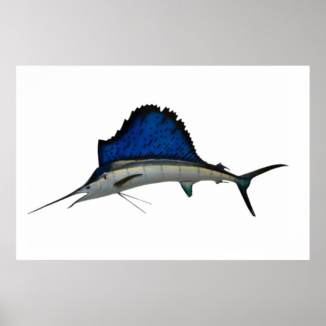 Sailfish Poster (Front)
