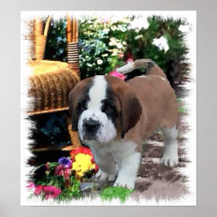 Saint Bernard Art Gifts Poster