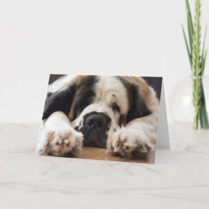 Saint Bernard dog photographic  greeting Holiday Card