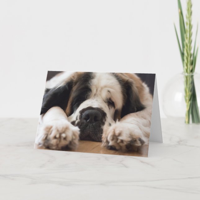 Saint Bernard dog photographic  greeting Holiday Card (Front)