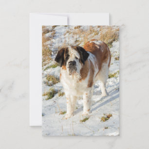 Saint Bernard dog portrait Thank You Card