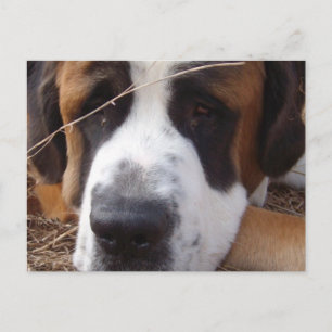 Saint Bernard Dog Postcard