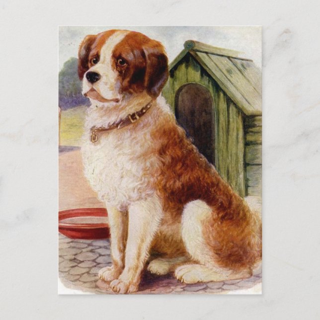 Saint Bernard Postcard (Front)
