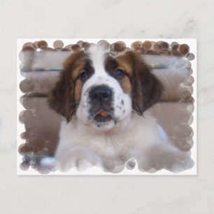 Saint Bernard Postcard