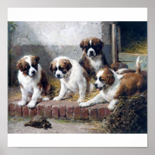 Saint Bernard puppies and turtle Poster