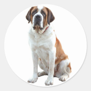 Saint Bernard Puppy Dog  Sticker / Label