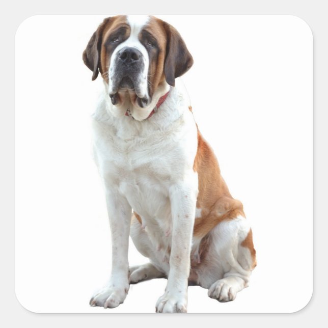 Saint Bernard Puppy Dog  Sticker / Label (Front)