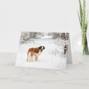 Saint Bernard snow photographic Christmas greeting Holiday Card