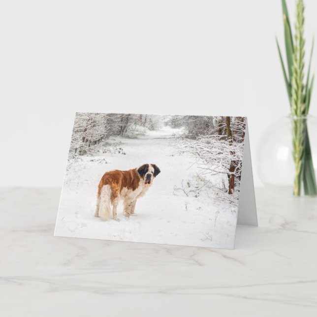 Saint Bernard snow photographic Christmas greeting Holiday Card (Front)