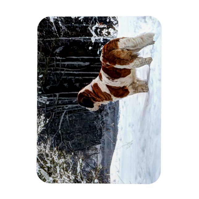 Saint Bernard snow photographic Christmas greeting Magnet (Vertical)