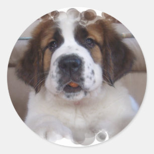 Saint Bernard Sticker