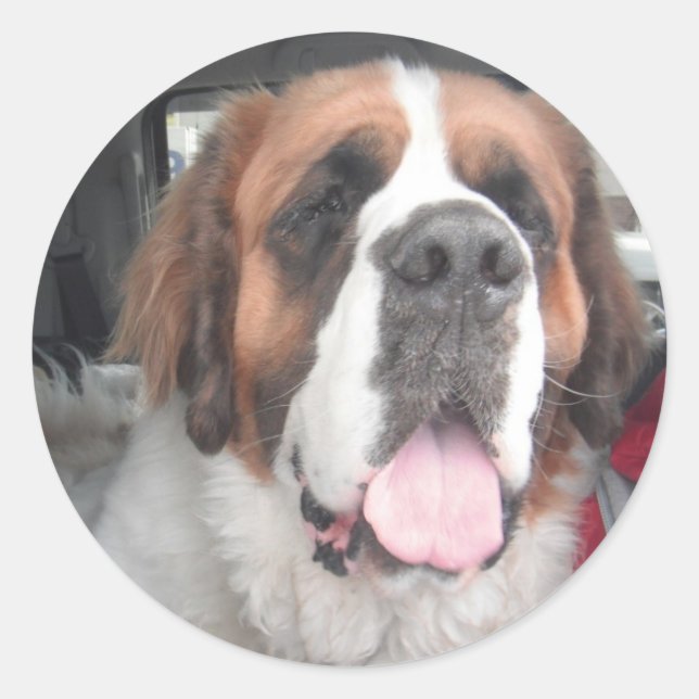 SAINT BERNARD STICKER (Front)