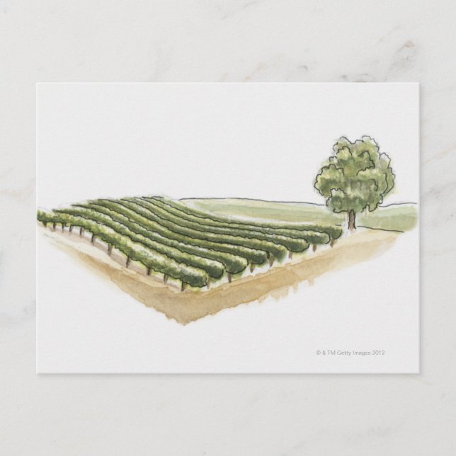 Saint-Emilion, France Postcard (Front)