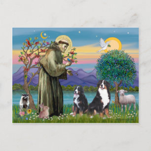 Saint Francis - Two Bernese Mountain Dogs Postcard