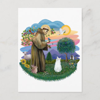 Saint Francis - White Cat (American SH) Postcard