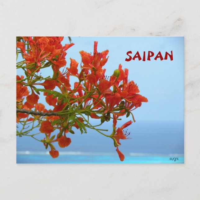 Saipan Flame Blossoms On An Ocean Of Blue Postcard (Front)