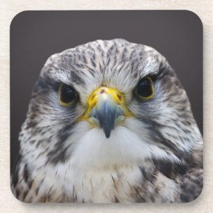 Saker falcon coaster