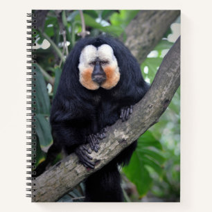 Saki notebook