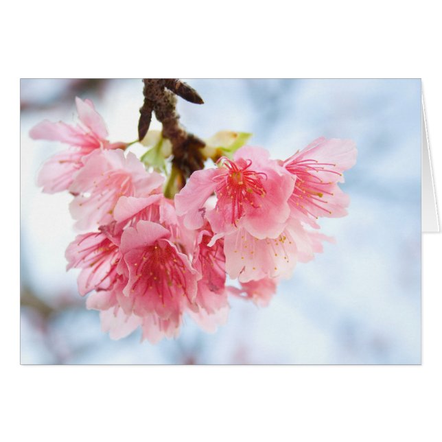 Sakura (Front Horizontal)