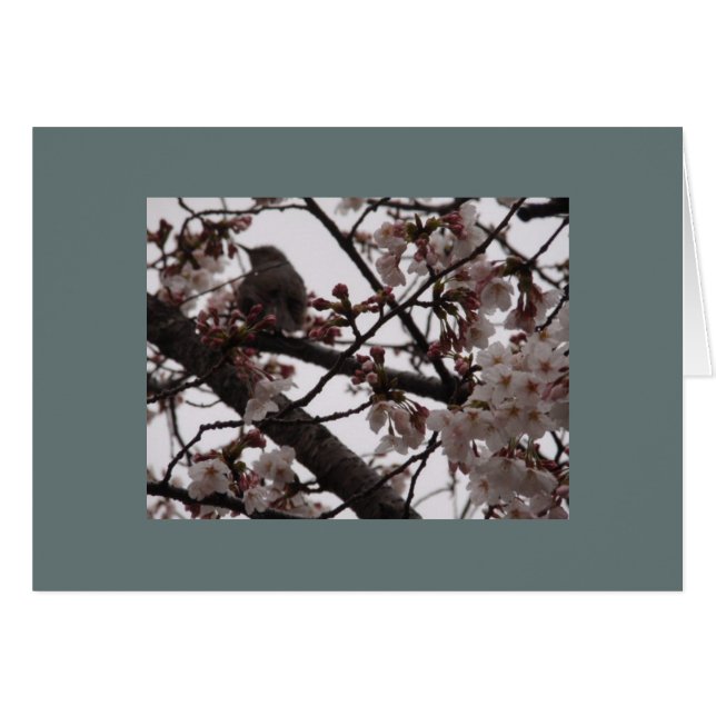 Sakura (Front Horizontal)