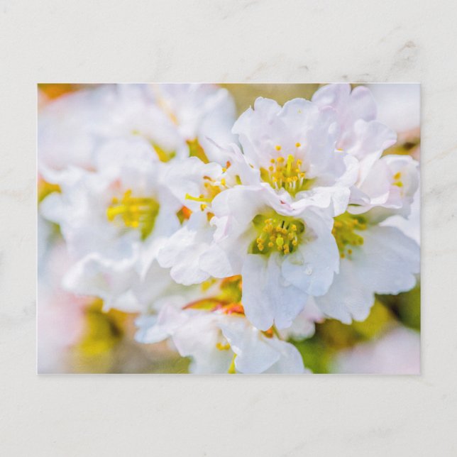 Sakura Blossom Postcard (Front)