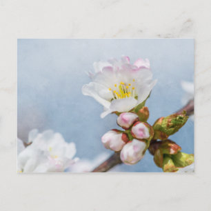 Sakura Blossom Postcard