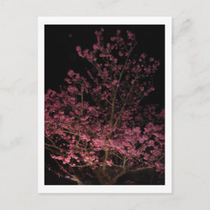 Sakura Blossoms at night Postcard
