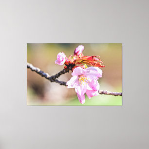 Sakura Buds And A Flower, Green, Beige Background Canvas Print