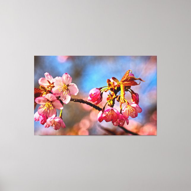 Sakura Buds Are Ready To Open And Bloom In Spring Canvas Print (Front)