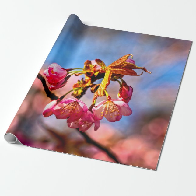 Sakura Buds Are Ready To Open And Bloom Wrapping Paper (Unrolled)