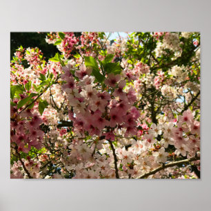 Sakura Cherry Blossom #3 Poster