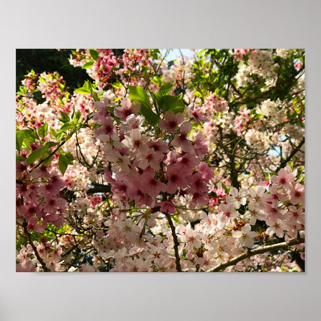 Sakura Cherry Blossom #3 Poster (Front)