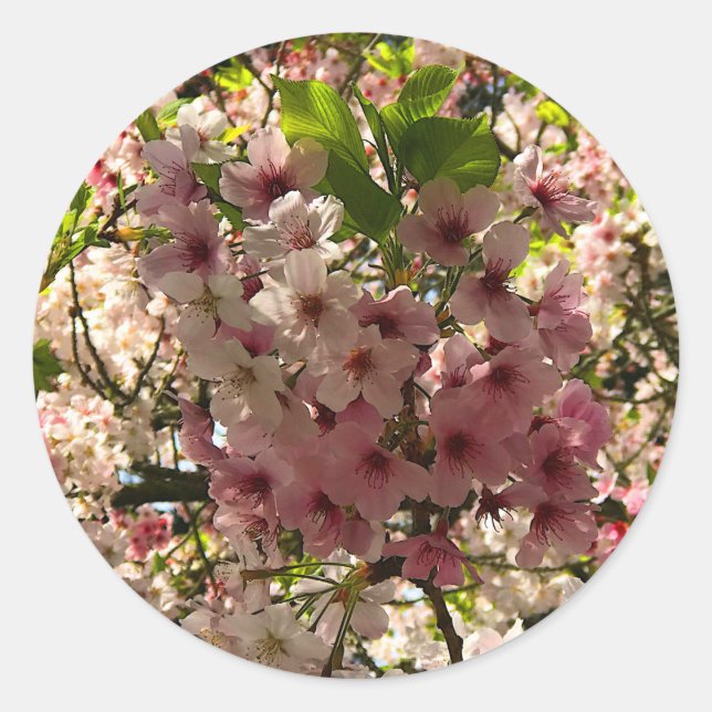 Sakura Cherry Blossom #3 Stickers (Front)