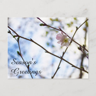 Sakura Cherry Blossom Flower on A Branch Postcard