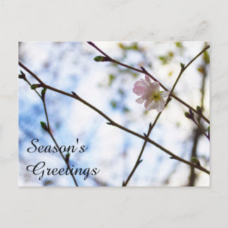 Sakura Cherry Blossom Flower on A Branch Postcard