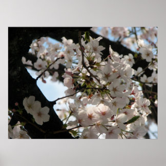 Sakura (cherry blossom) poster