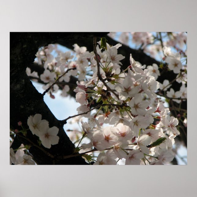 Sakura (cherry blossom) poster (Front)