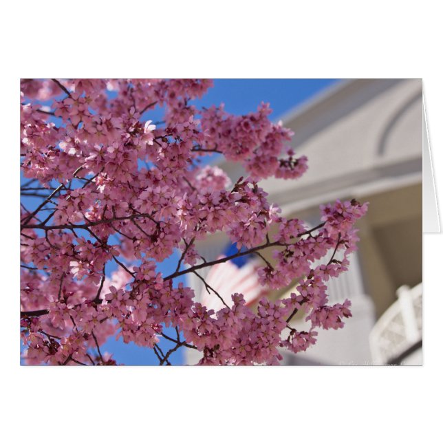 Sakura Cherry Blossoms Americana (Front Horizontal)