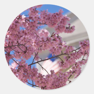 Sakura Cherry Blossoms Americana Classic Round Sticker