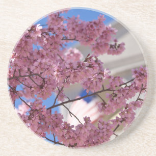 Sakura Cherry Blossoms Americana Coaster