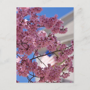 Sakura Cherry Blossoms Americana Postcard