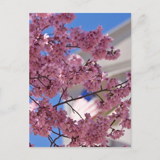 Sakura Cherry Blossoms Americana Postcard (Front)