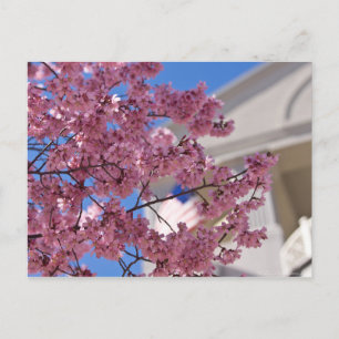 Sakura Cherry Blossoms Americana Postcard