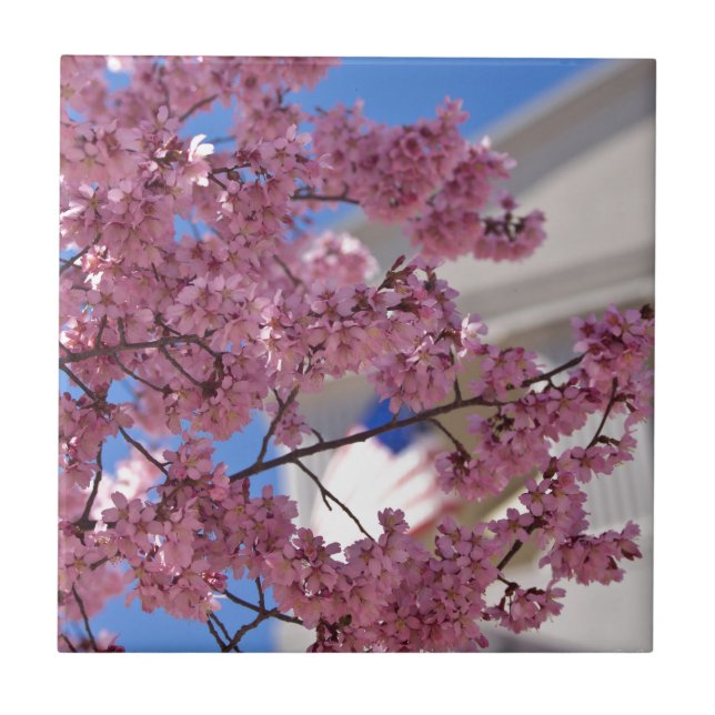 Sakura Cherry Blossoms Americana Tile (Front)