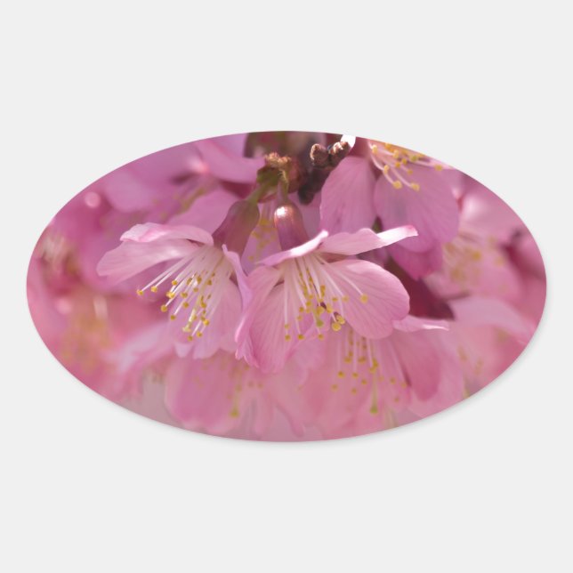 Sakura Cherry Blossoms Delicate Pink Bouquet Oval Sticker (Front)