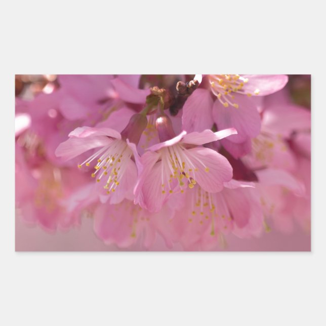 Sakura Cherry Blossoms Delicate Pink Bouquet Rectangular Sticker (Front)
