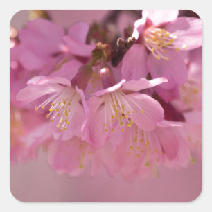 Sakura Cherry Blossoms Delicate Pink Bouquet Square Sticker