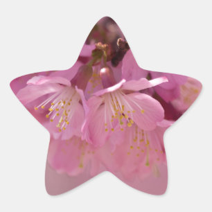 Sakura Cherry Blossoms Delicate Pink Bouquet Star Sticker
