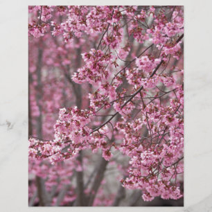 Sakura Cherry Blossoms Flowing Pink