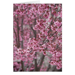 Sakura Cherry Blossoms Flowing Pink